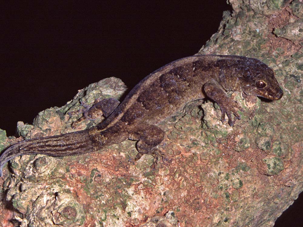 Norfolk Island Nature Watch Visiting Ships