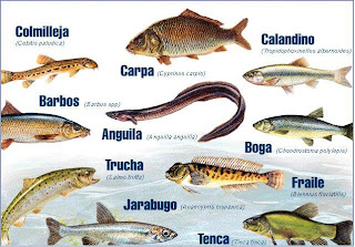 animales invertebrados animales invertebrados