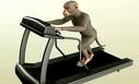 [monkey.jpg]