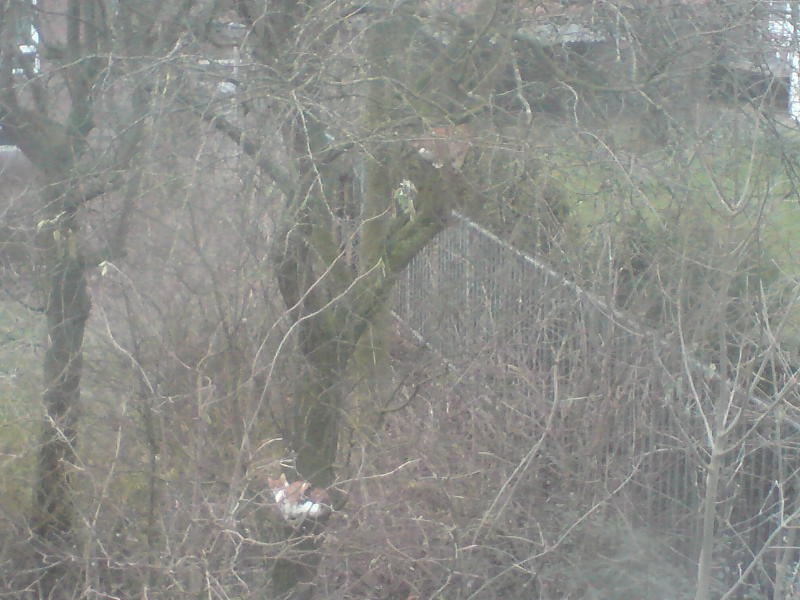 [image-upload-52-781828.jpg]