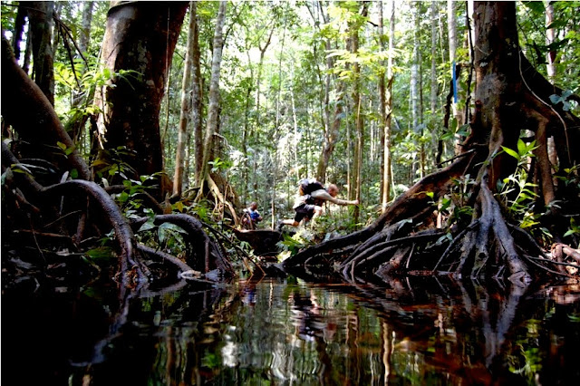Jungle marathon, Brazil