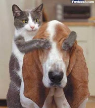 kucing manja