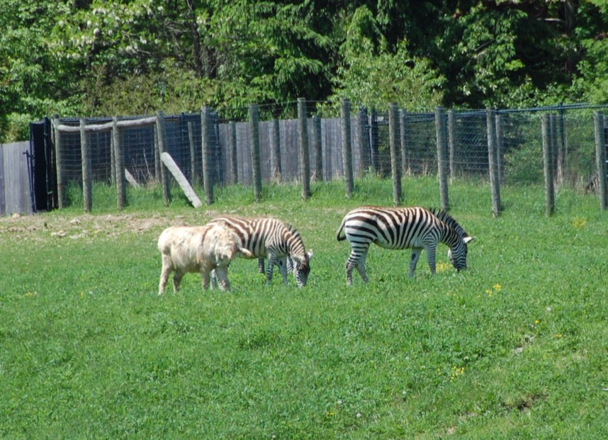 The coolest zoo that's not a zoo! Nemacolin