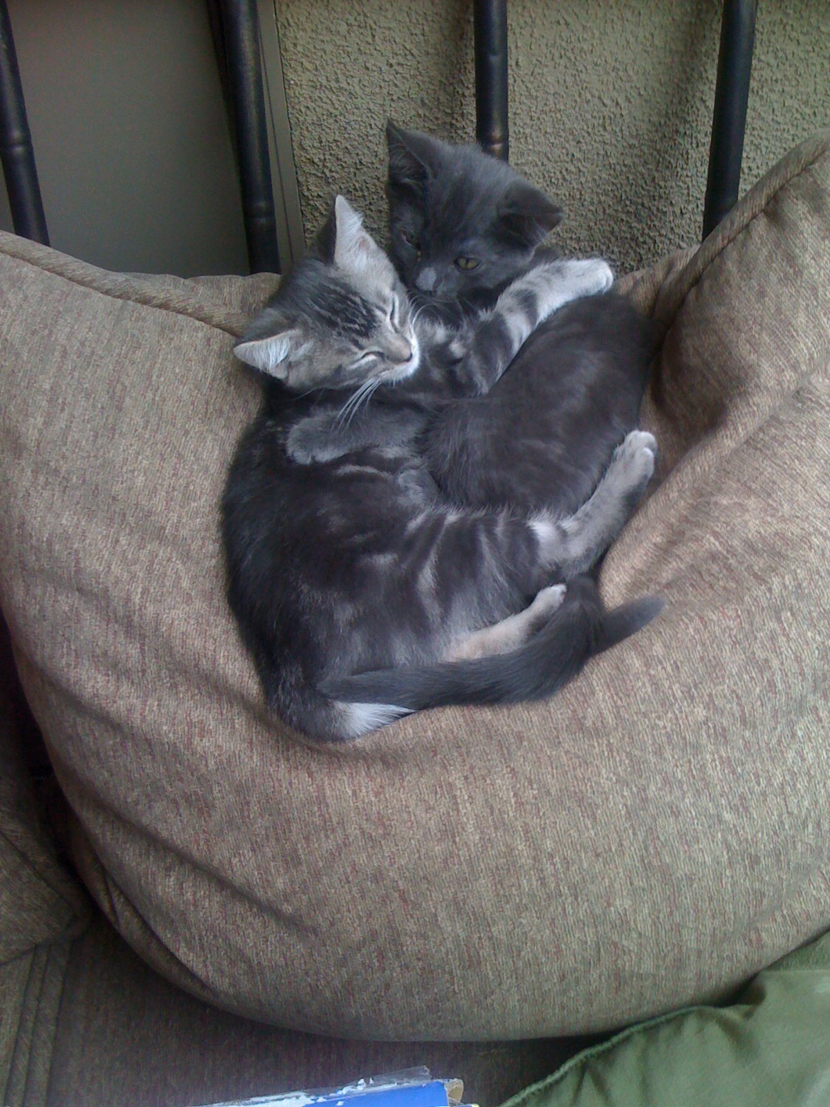 The South County Buzz Cat Fair Offers Second Chance to Special Kitties