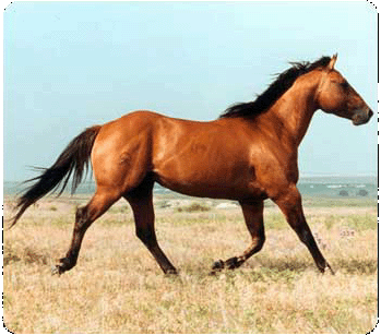 i miei amici cavalli: cavallo