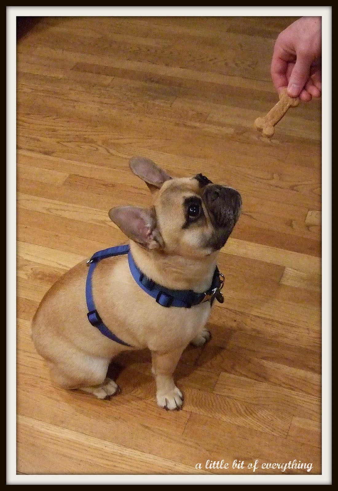 a little bit of everything Recipe Dog Bone Treats