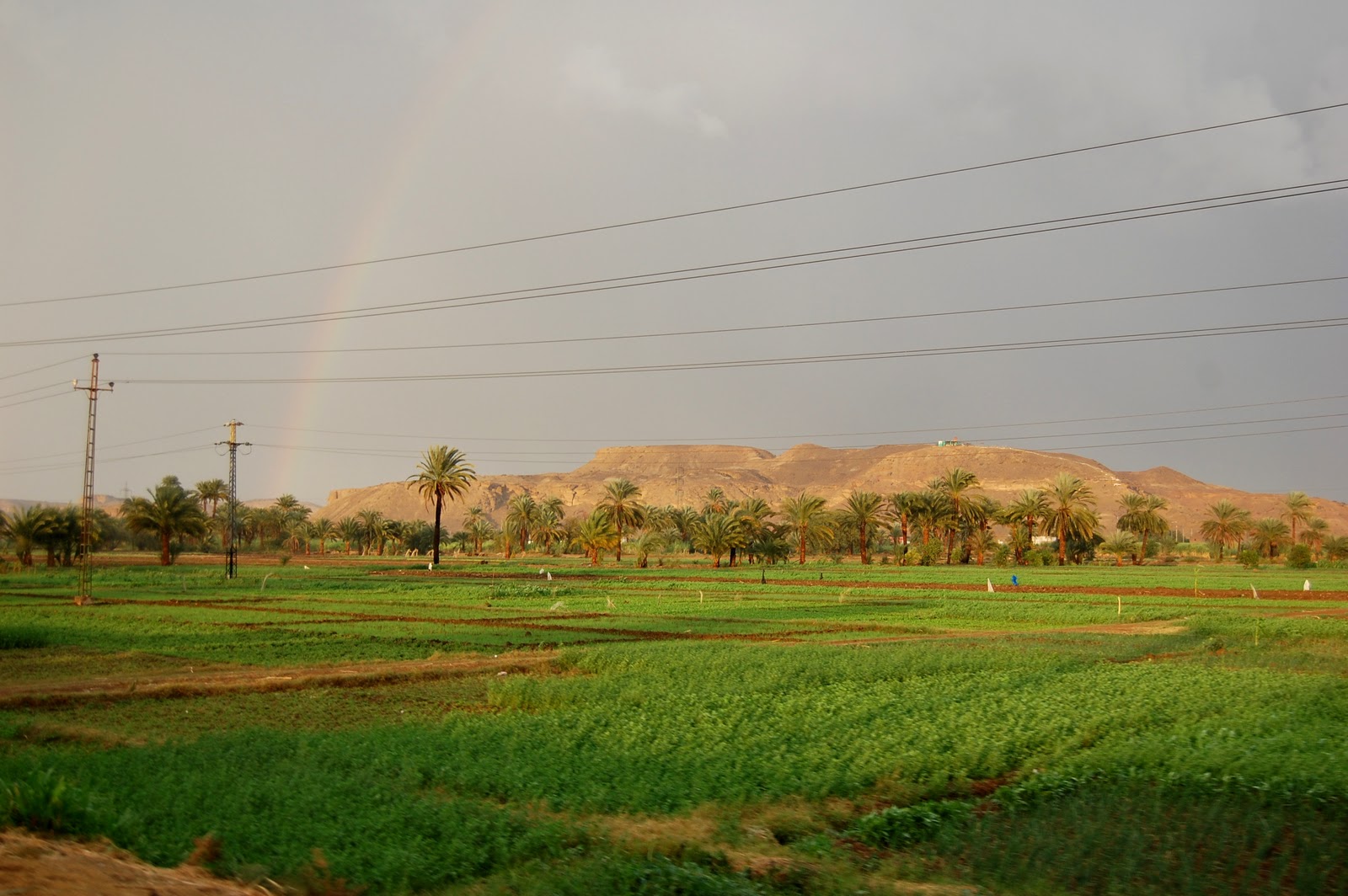 Nile Farmland