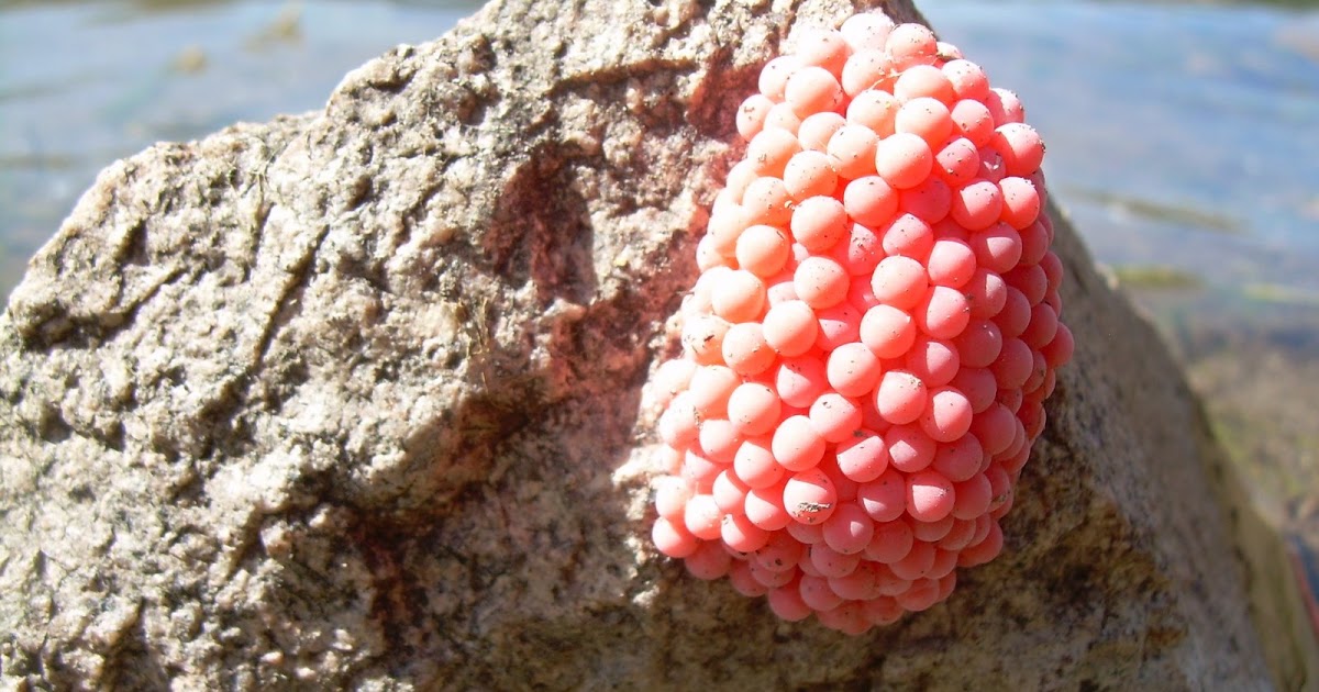 iaiune: Huevos de caracol