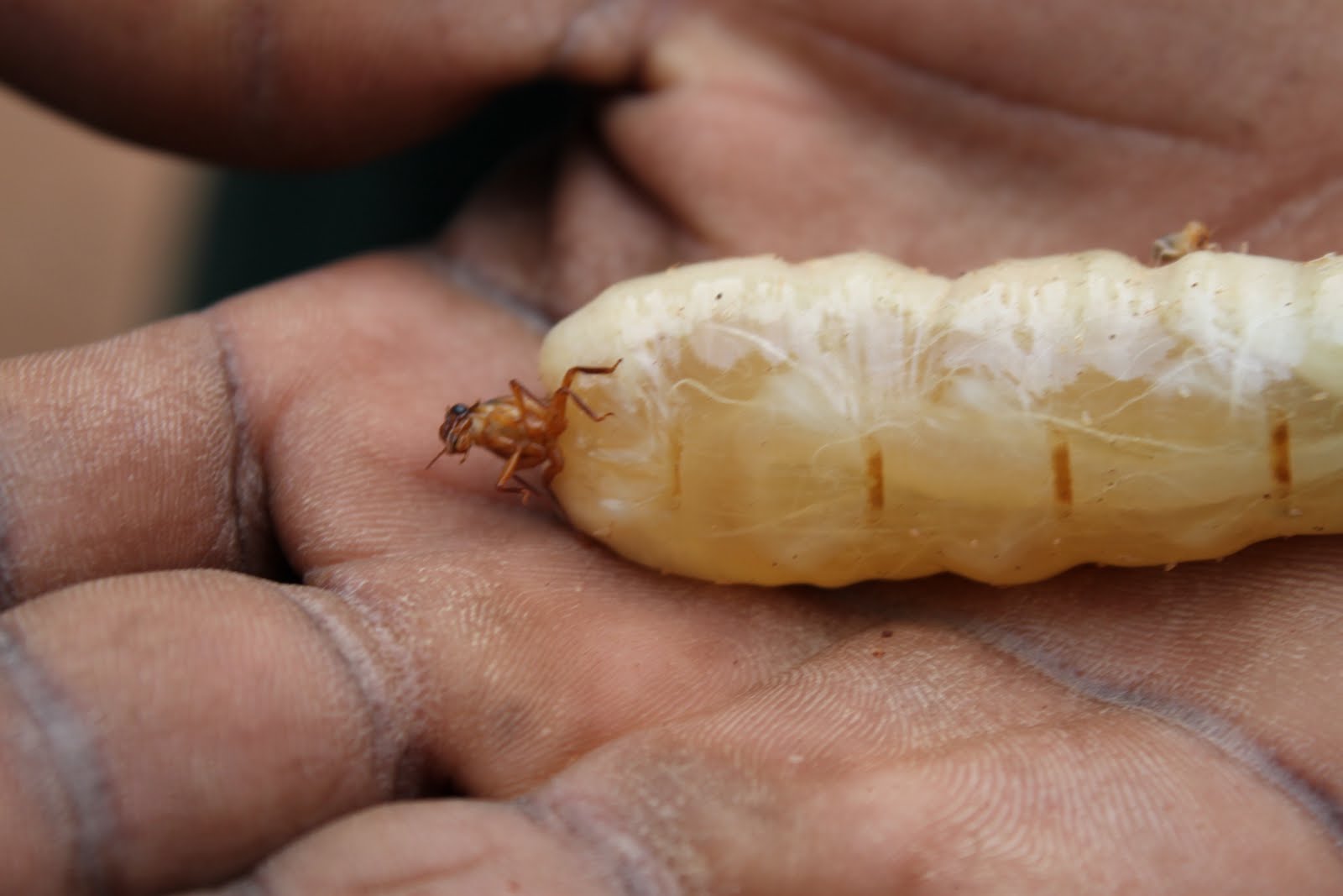 brynn. I Ate a Termite Queen!