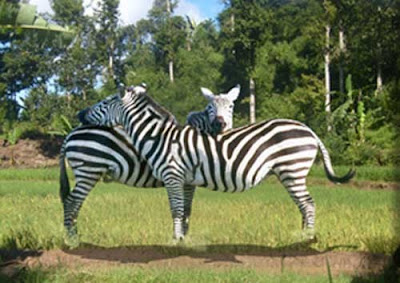 Third Zebra Illusion