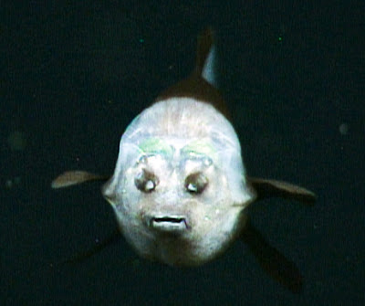 Weird Fish With Transparent Head