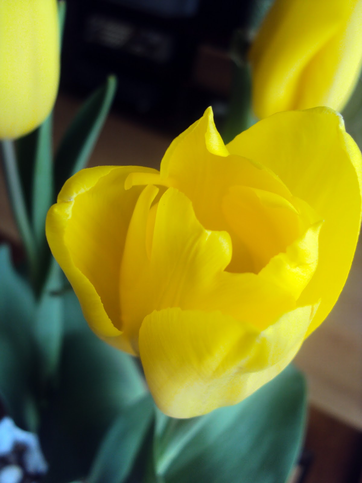 Archaeological*Highlights: Hoa Tulip