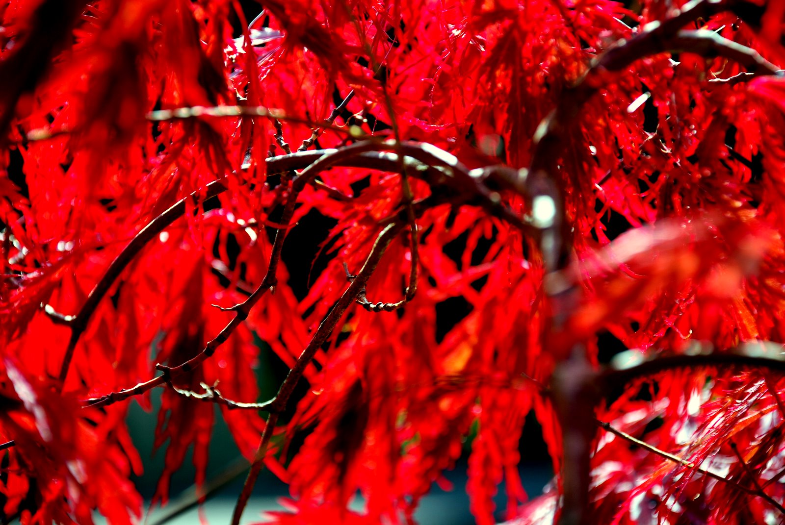 Acer Red