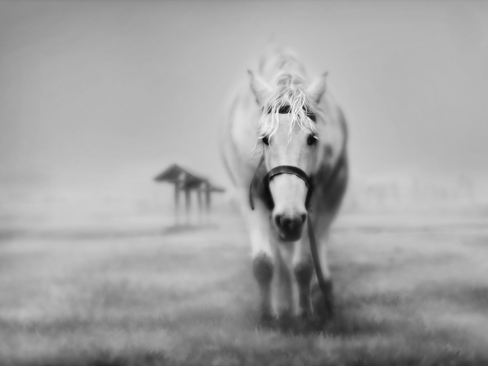 black and white horse black and white horse