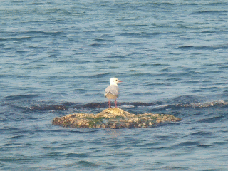 Black Sea