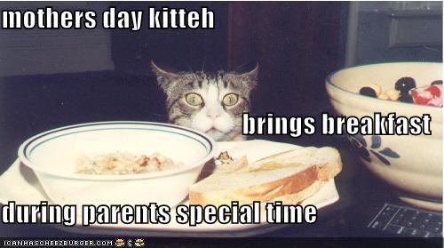 [funny-pictures-shocked-breakfast-cat.jpg]