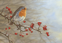[robin-on-hawthorn-smll.gif]