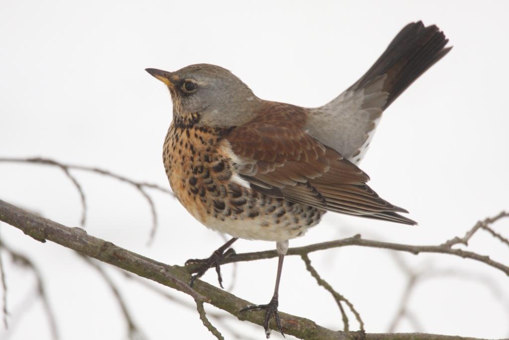 [fieldfare-jan10_2981.JPG]