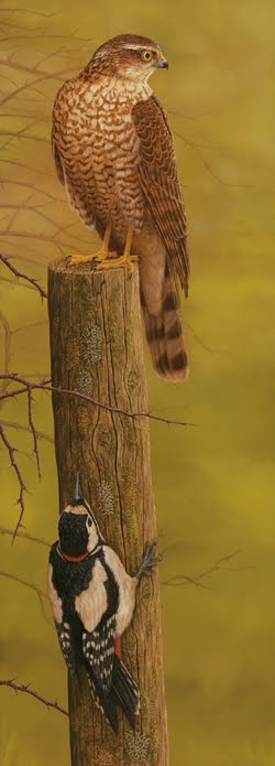 [sparrowhawkwoodpecker-large.jpg]