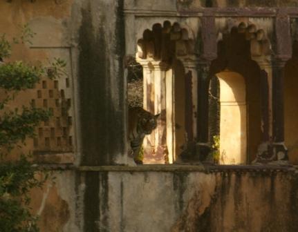 [tiger+in+temple+window+-India1963.JPG]