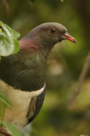 [new+zealand+pigeon.JPG]