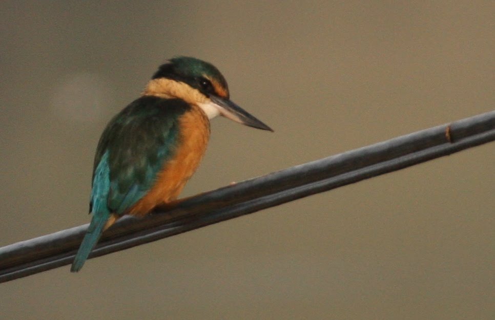 [new+zealand's+kingfisher.JPG]