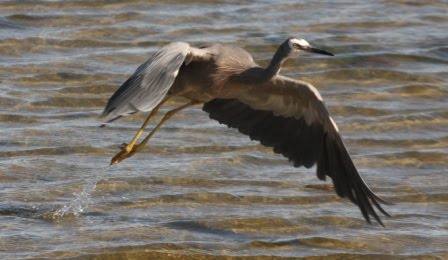 [white+faced+heron.JPG]