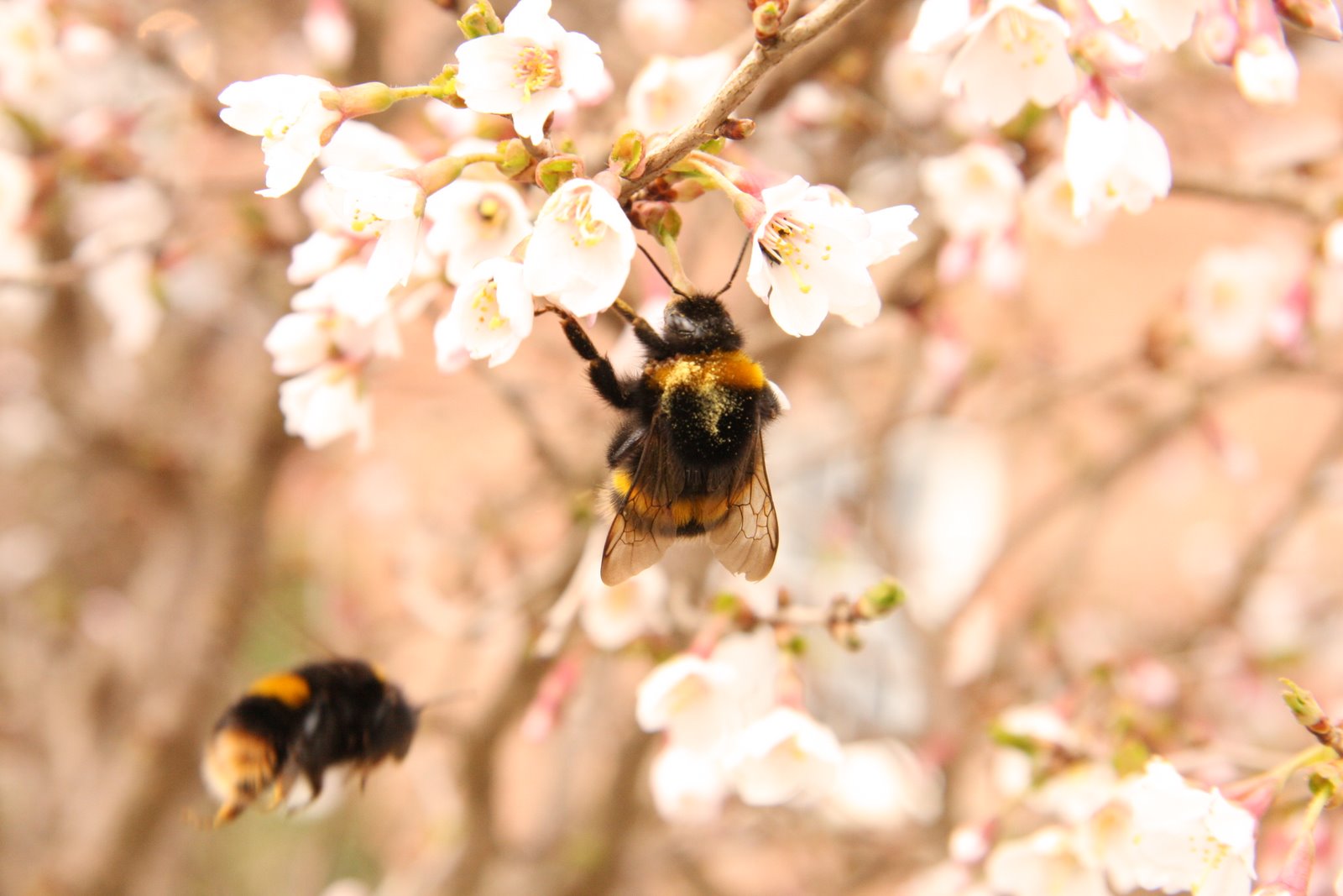 [bees.JPG]