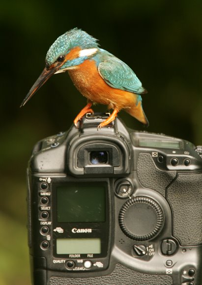 [kingfisher+on+camera.JPG]
