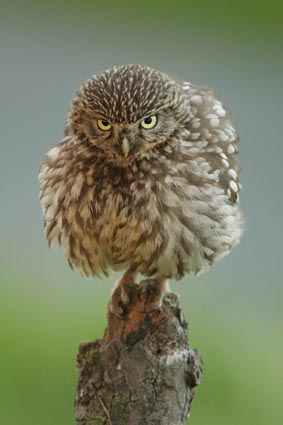 [little+owl+photograph.JPG]