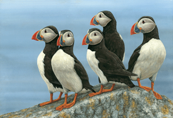 [puffinsonthelookout-large.gif]