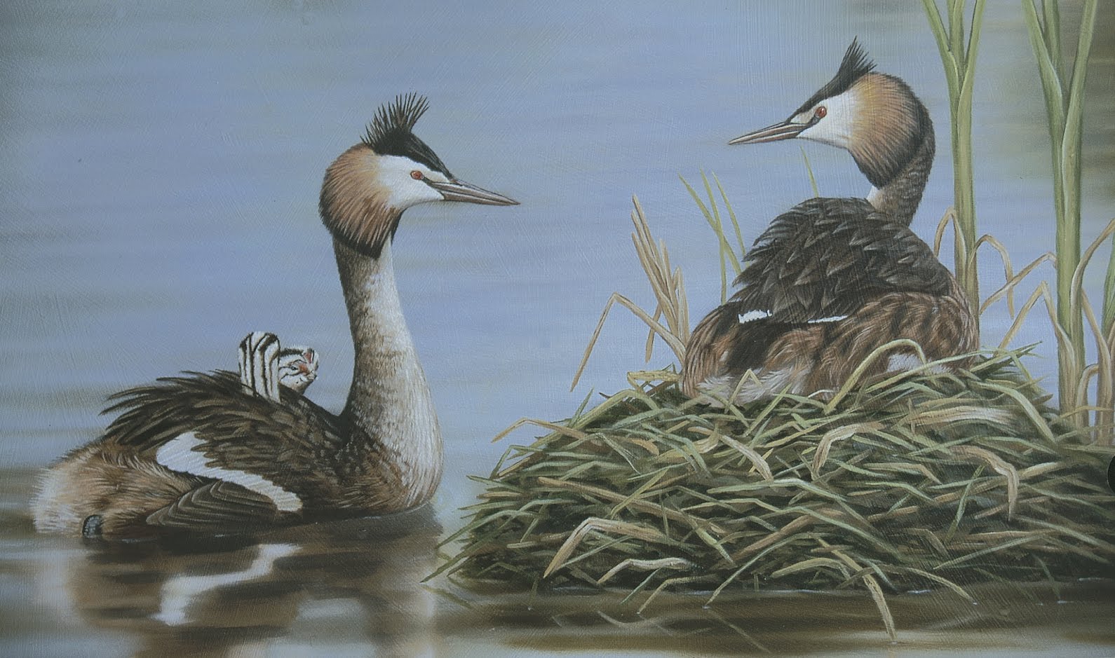 [GREBE.JPG]