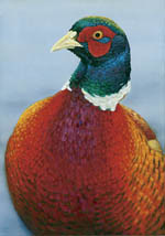 [pheasant-small[1].jpg]