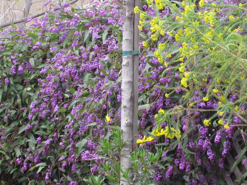violet flowering vines violet vines flowering flowering vines violet flowering vines violet vines flowering flowering vines