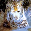 RELIABLE8 - Dwaine Thomas Iler - Tiger Suit