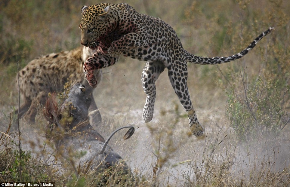 Thai Panda Clash Of The Titans British Photographer