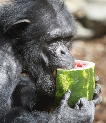 chimp eating watermelon