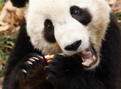 கரடி குட்டிகள் - Page 2 Giant+Panda+bear+Tai+Shan,+++at+the+National+Zoo+in+Washington,++6