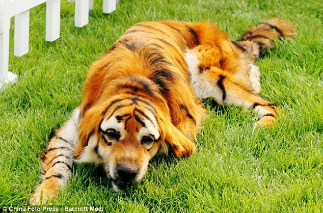 Dog Dyed Like Tiger Dog Dyed Like Tiger