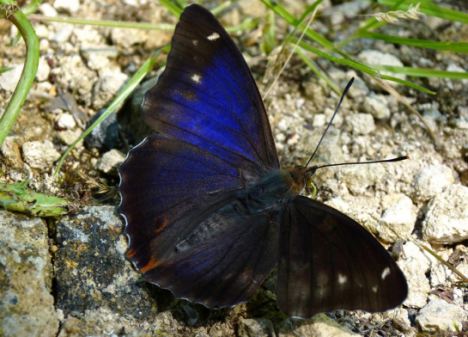 Purple Emperor Butterfly 07 Purple Emperor Butterfly, Purple Emperor Butterfly Pictures