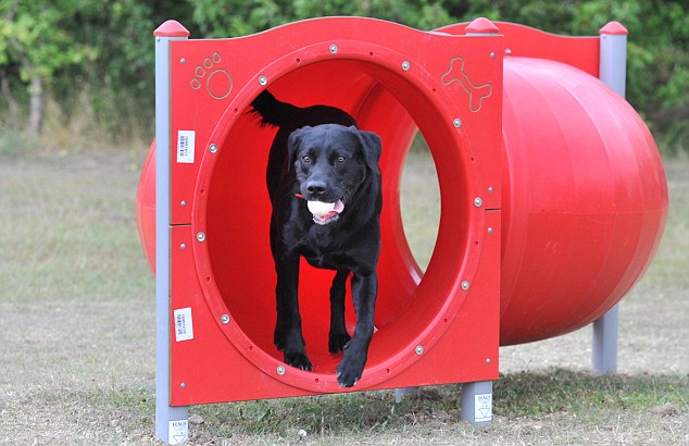 Dog Training Dispensery For Dog Training Dog Training Dispensery For Dog Training