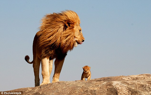 One+day,+son,+you'll+be+the+lion+king+Father+and+newborn+son+look+over+their+terrain+at+spot+that+inspired+Disney+movie+1.jpg