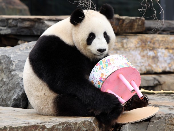 Funi+the+Panda+enjoys+eating+her+birthday+cake+to+celebrate+her+first+Australian+birthday+5.jpg