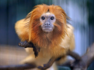 lion golden tamarin small zoo monkeys panda thai leontopithecus rosalia shizuoka prefecture hamamatsu 2010 known cage seen monkey called november