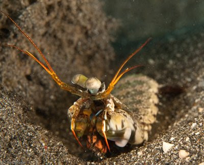 Mantis Shrimp, Mucky Pirates Bay, Pemuteran, NW Bali Mantis Shrimp, Mucky Pirates Bay, Pemuteran, NW Bali