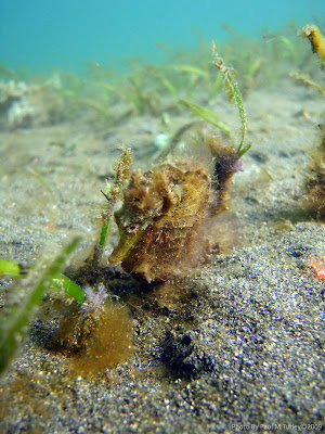 Seahorse, Secret Bay, Gilimanuk NW Bali