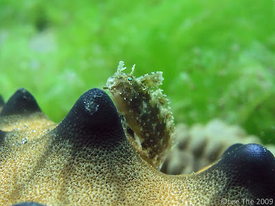 Gobby on a starfish, secret bay, Bali Gobby on a starfish, secret bay, Bali