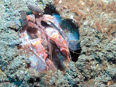 Mantis Shrimp waiting to pounce on unsuspecting photographer, Pemuteran Bali