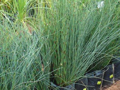[chondropetalum+tectorum.jpg]