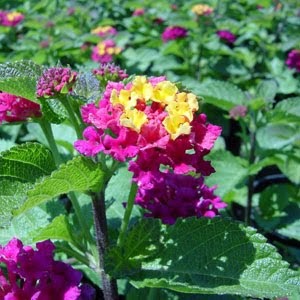 Kate Presents: Bird and Butterfly Gardens